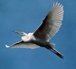 Egret