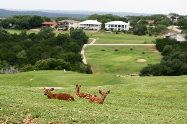 Highland Lakes Golf Course - fawns