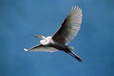 Egret