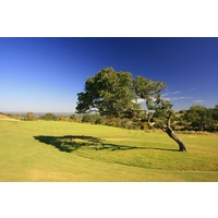 A slanted tree sits beside the 11th green on Horseshoe Bay Resort's Summit Rock Course.