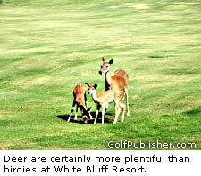Deers At White Bluff Resort