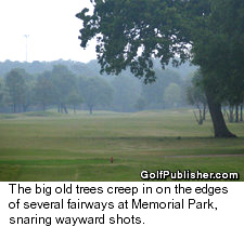 Memorial Park Creeping Tree