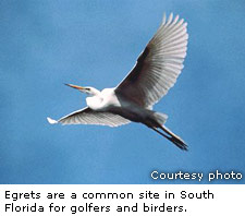 Egret